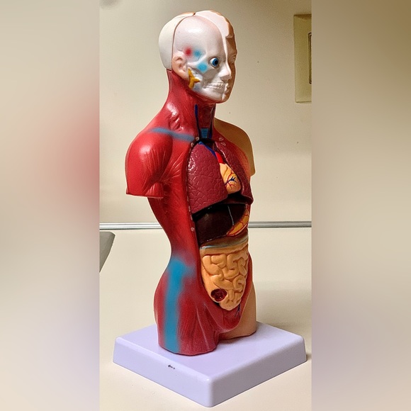 11” Biological Anatomy & Physiology Miniature Human Torso Removable Organ Model - Picture 4 of 16